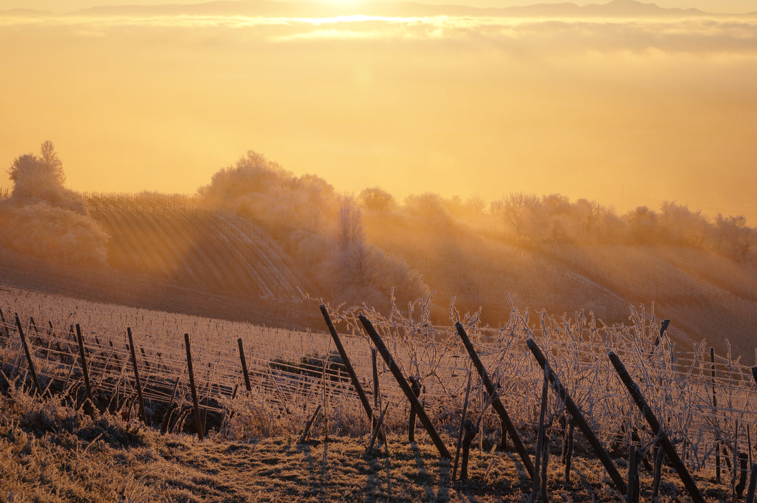 Domaine Simonis