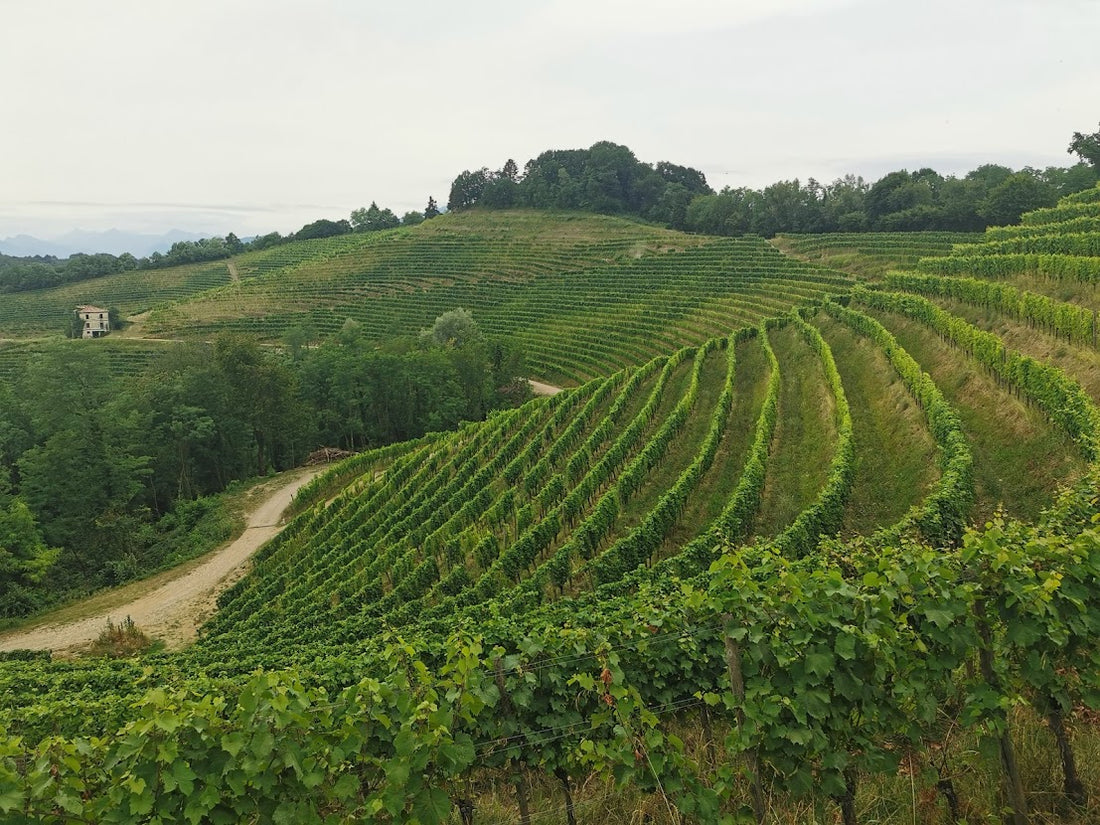 Friuli