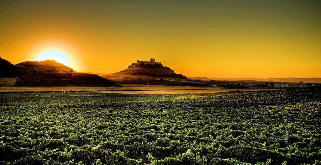 Wine Region Castilla y León